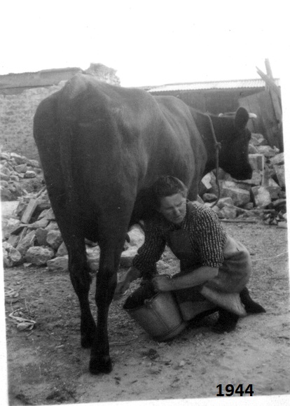 1944 traite de la vache photo